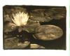 Lotus, Japanese Gardens